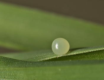 Gemmed Satyr egg